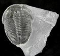 Nice Elrathia Trilobite In Shale - Utah #26429-1